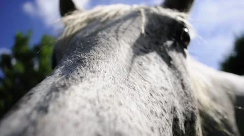 Gray Horse Says Hello Vídeos de archivo 49584631