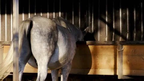 Gray horse standing in a stable and eating from a feeding trough, rear view Stock Footage 327488095