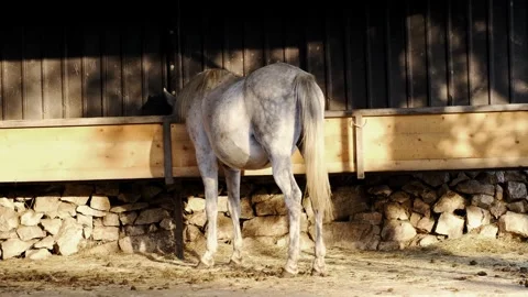 Gray horse standing in a stable and eating from a feeding trough, rear view Stock Footage 327488250
