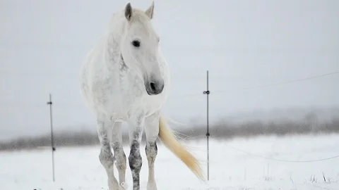 Gray horse walking Stock Footage 88275892