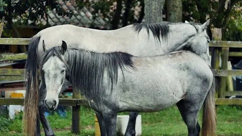 Gray horses intertwined Stock Footage 75328739
