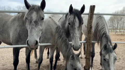 Gray Horses in Paddock Stock Footage 310494230