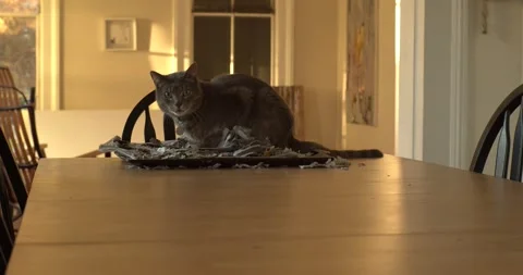 Gray House Cat Sitting on Shredded Paper on Kitchen Table at Golden Hour Stock Footage 340323518