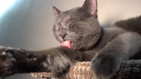 Gray house cat washing itself. 4K. Stock Footage 104775106