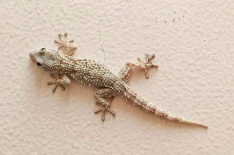 Gray house Gecko Stock Photos