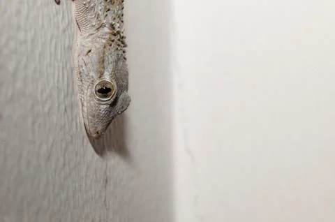 Gray house Gecko Stock Photos