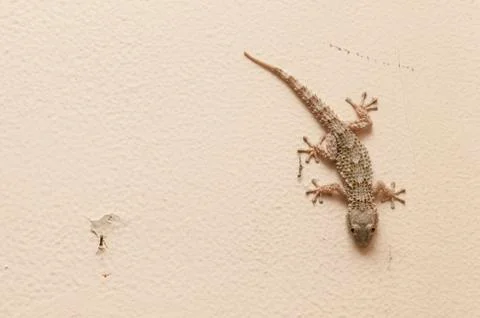 Gray house Gecko Stock Photos