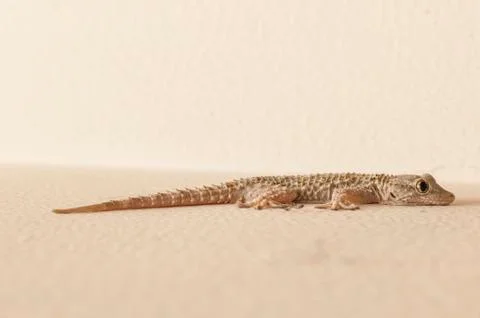 Gray house Gecko Stock Photos