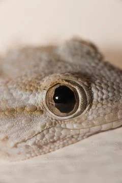 Gray house Gecko Stock Photos
