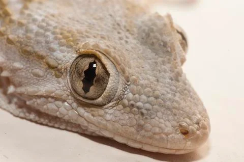 Gray house Gecko Stock Photos