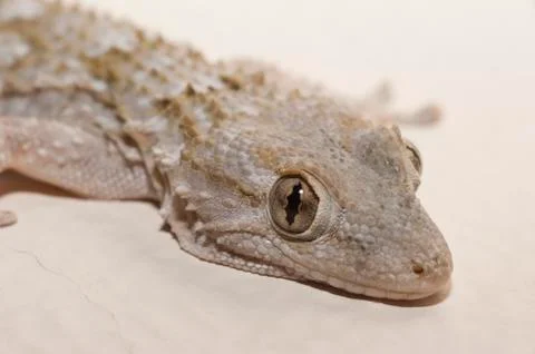 Gray house Gecko Stock Photos