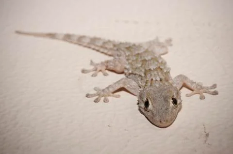 Gray house Gecko Stock Photos