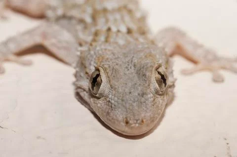 Gray house Gecko Stock Photos