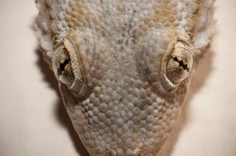 Gray house Gecko Stock Photos