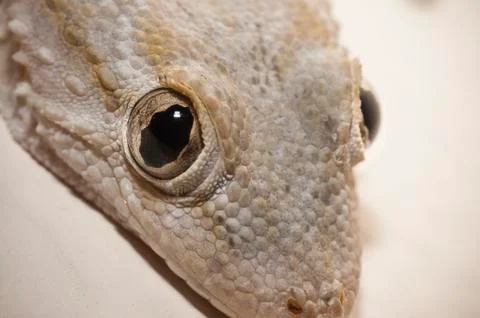 Gray house Gecko Stock Photos