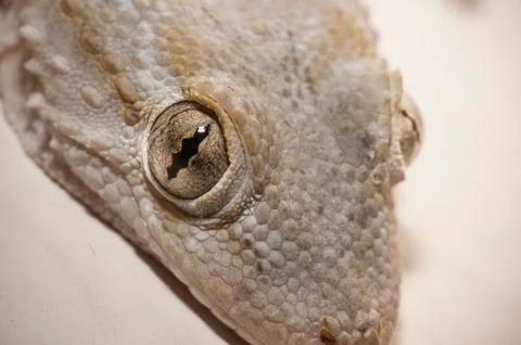 Gray house Gecko Stock Photos