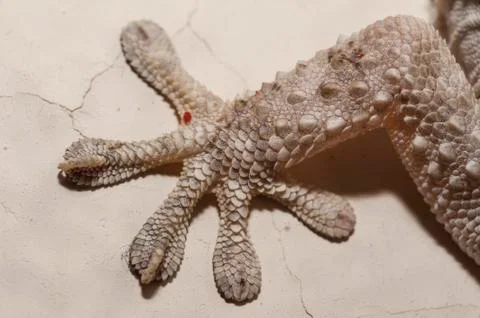 Gray house Gecko Stock Photos