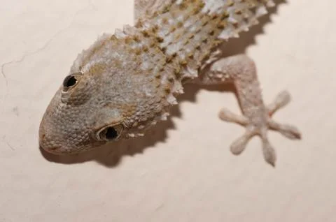 Gray house Gecko Stock Photos