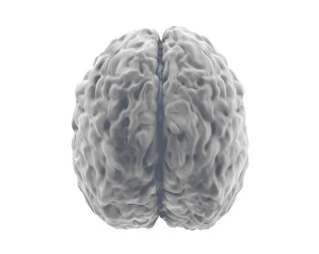 Gray human brain model isolated on white background, view top, 3d render イラスト素材