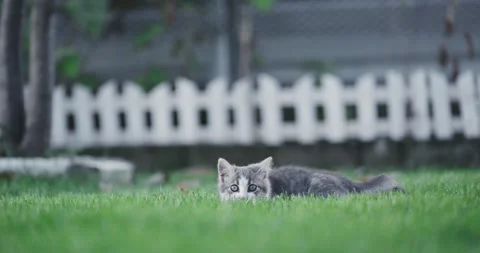 Gray hunter cat kitten peeks hiding in grass Stock Footage 304667193