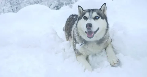 Gray husky dog with multi-colored eyes in a snowdrift Stock Footage 149890544