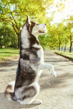 The gray husky dog standing on two legs Stock Photos