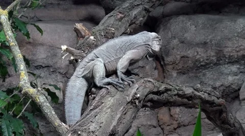 Gray iguana 動画素材 66688444