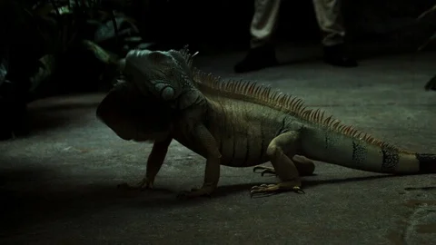 Gray Iguana Stock Footage 113543888