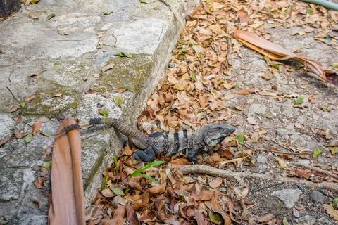 Gray iguana lizard sitting on the ground with leaves, Playa del Carmen, Yu at Stock Photos