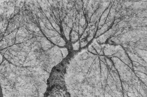 Gray Illustration of tree with young leaves in spring in a park Stock Illustration