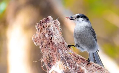 Gray Jay against a blurred background sitting on a carcass Stock Photos
