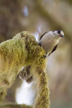 Gray jay birds Stock Photos