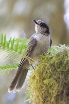 Gray jay birds Stock Photos