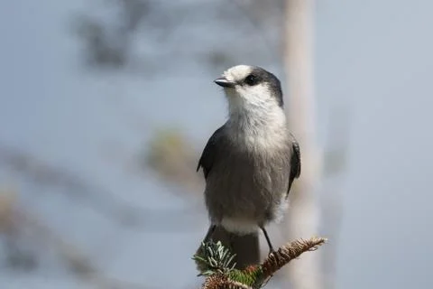Gray Jay perched on a branch. Stock Photos