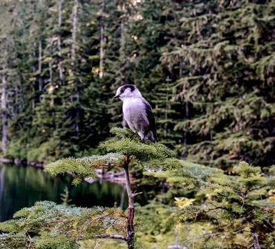 Gray Jay Perched on Pine Branch in Scenic Forest Setting Stock Photos
