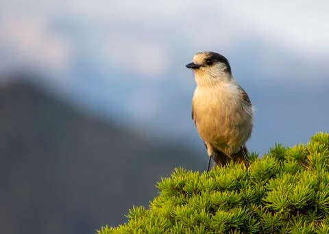 Gray Jay perched on a pine tree. Stock Photos