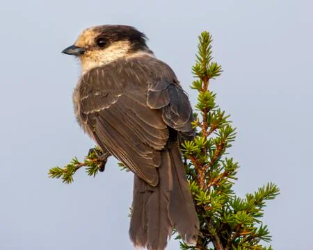 Gray Jay perched on a pine tree. Foto stock
