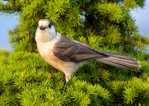 Gray Jay perched on a pine tree Stock Photos
