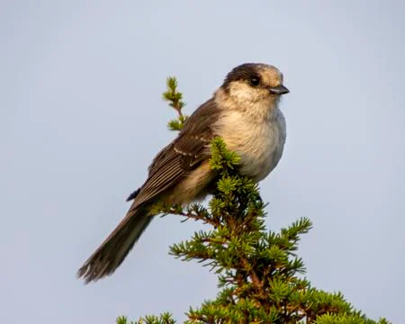 Gray Jay perched on a pine tree. Stock Photos