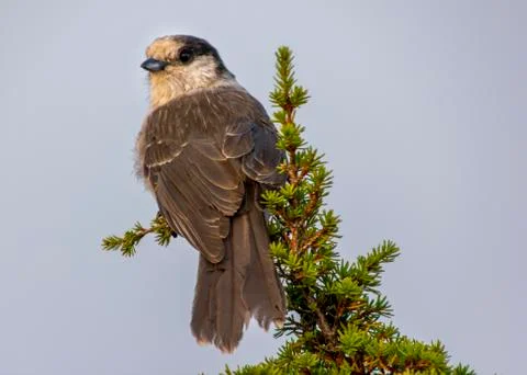 Gray Jay perched on a pine tree. Stock Photos