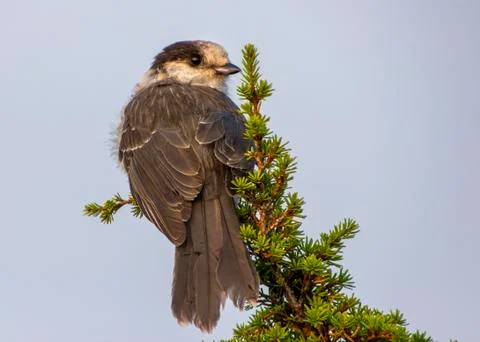 Gray Jay perched on a pine tree. Stock Photos
