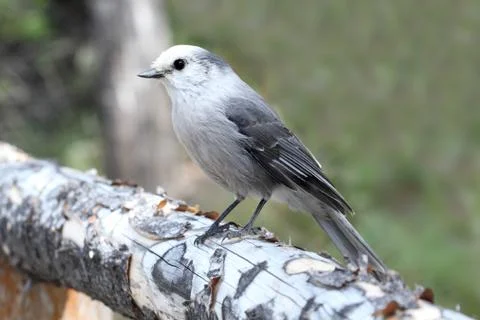 Gray jay (perisoreus canadensis) Stock Photos