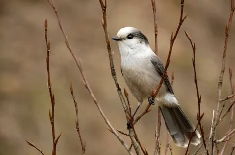 Gray Jay 스톡 사진