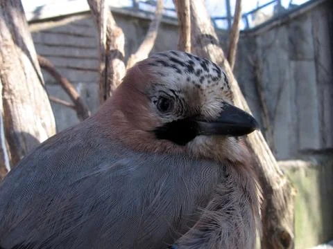 Gray jay Stock Photos