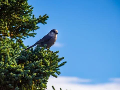 Gray Jay in Pine Tree Stock Photos