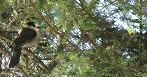 Gray jay resting on a pine tree branch Stock Footage 49056066