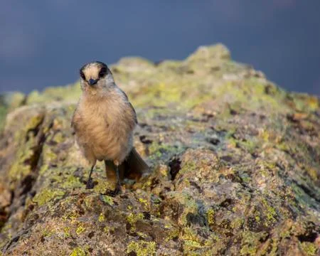 Gray Jay sitting on a rock Stock Photos