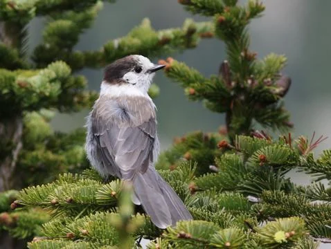 Gray Jay in a Tree Stock Photos