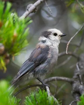 Gray Jay in the Wild Stock Photos