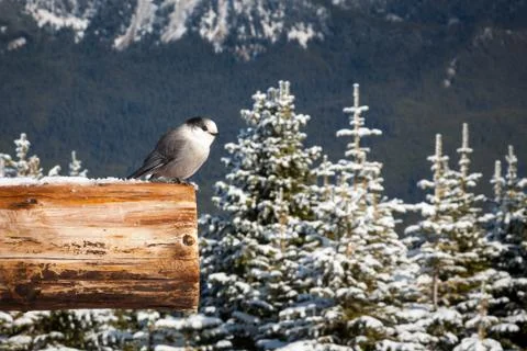 Gray jay in winter Stock Photos